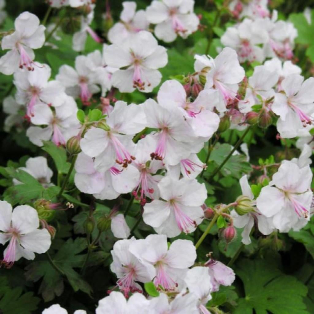 geranium biokovo  bloeit al in pot , ook goede bodembedekker, Tuin en Terras, Ophalen