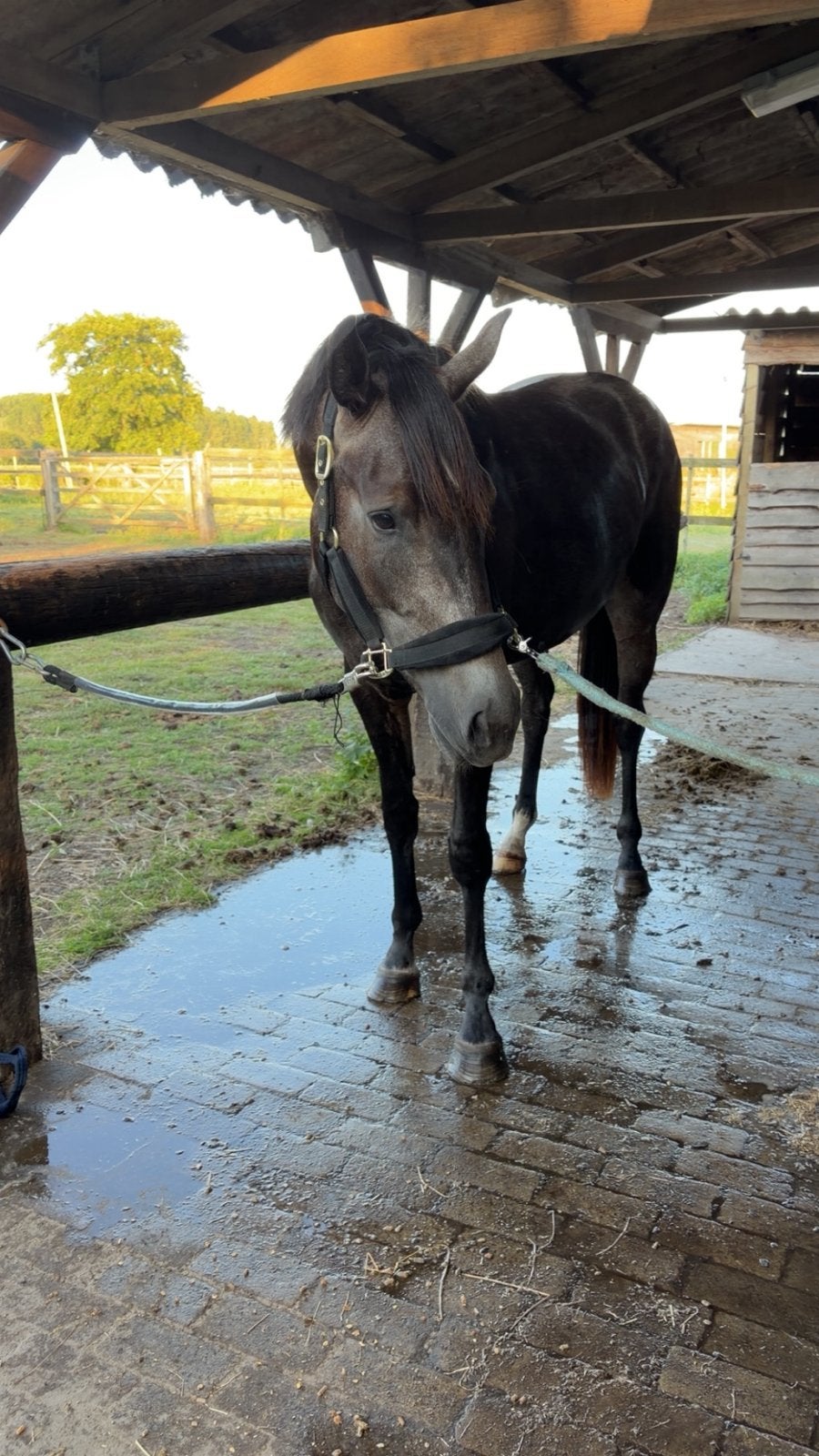 3 jarige merrie te koop, Merrie, Springpaard, Met stamboom, Zadelmak