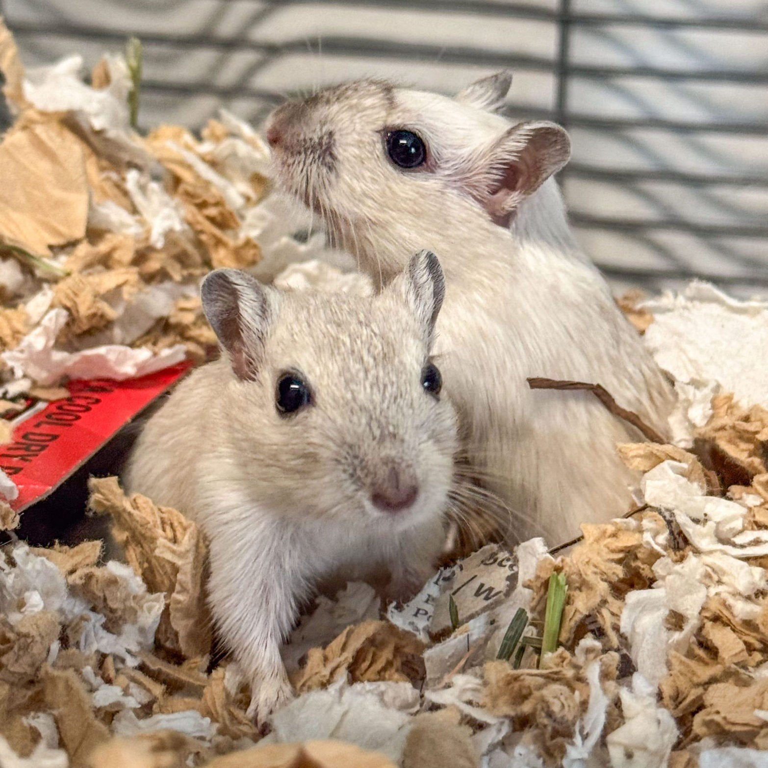 Gezocht: mannelijke gerbil, Mars, Mâle, Domestique