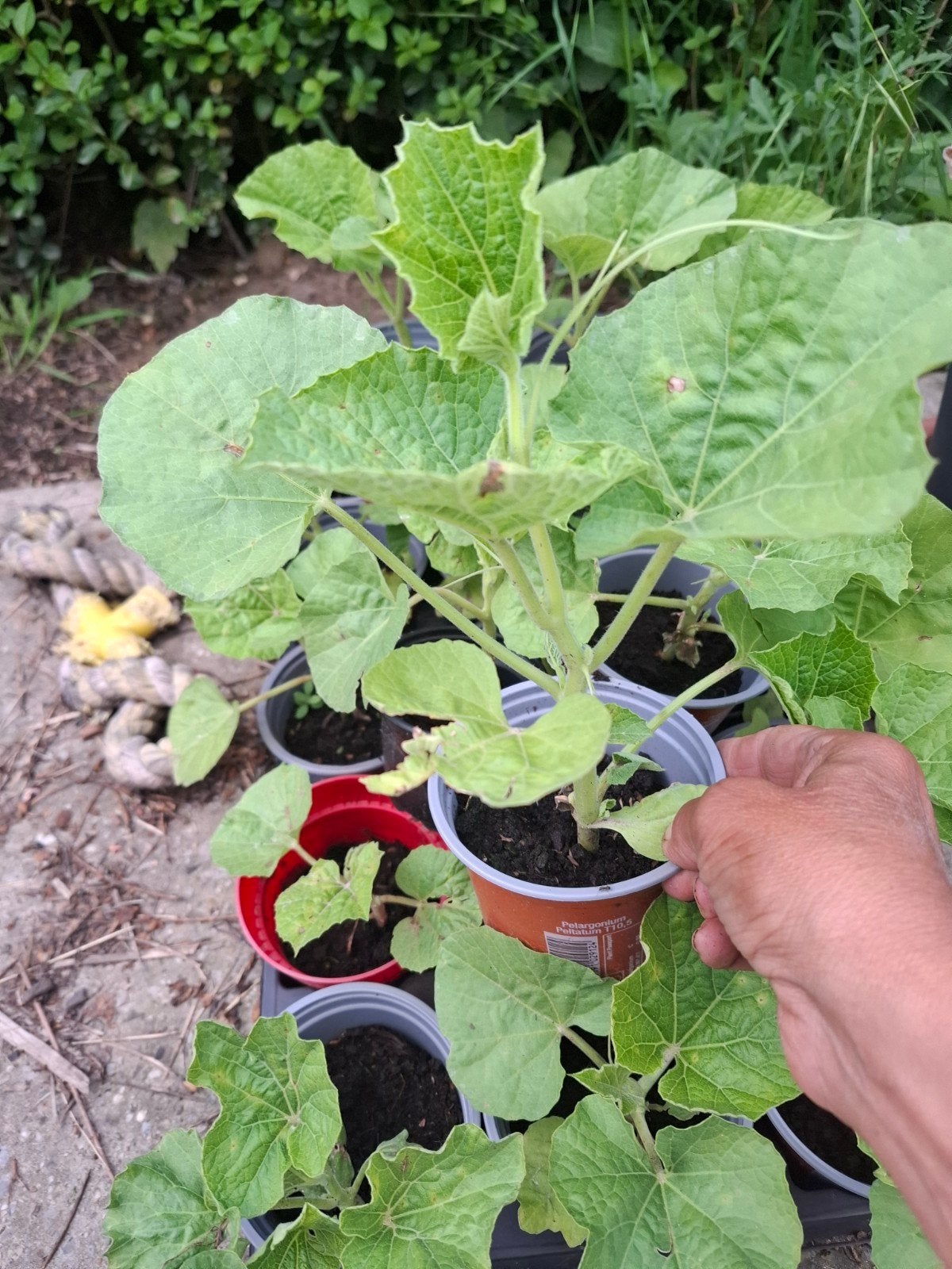 Groenteplanten zonder pesticiden 1€/plant, Tuin en Terras, Planten | Tuinplanten, Ophalen