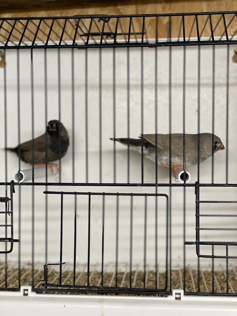Koppel jonge charcoal zebravinken, Dieren en Toebehoren, Meerdere dieren, Tropenvogel, Geringd