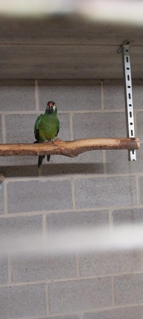 Perroquets, Animaux & Accessoires, Oiseaux | Perruches & Perroquets, Bagué