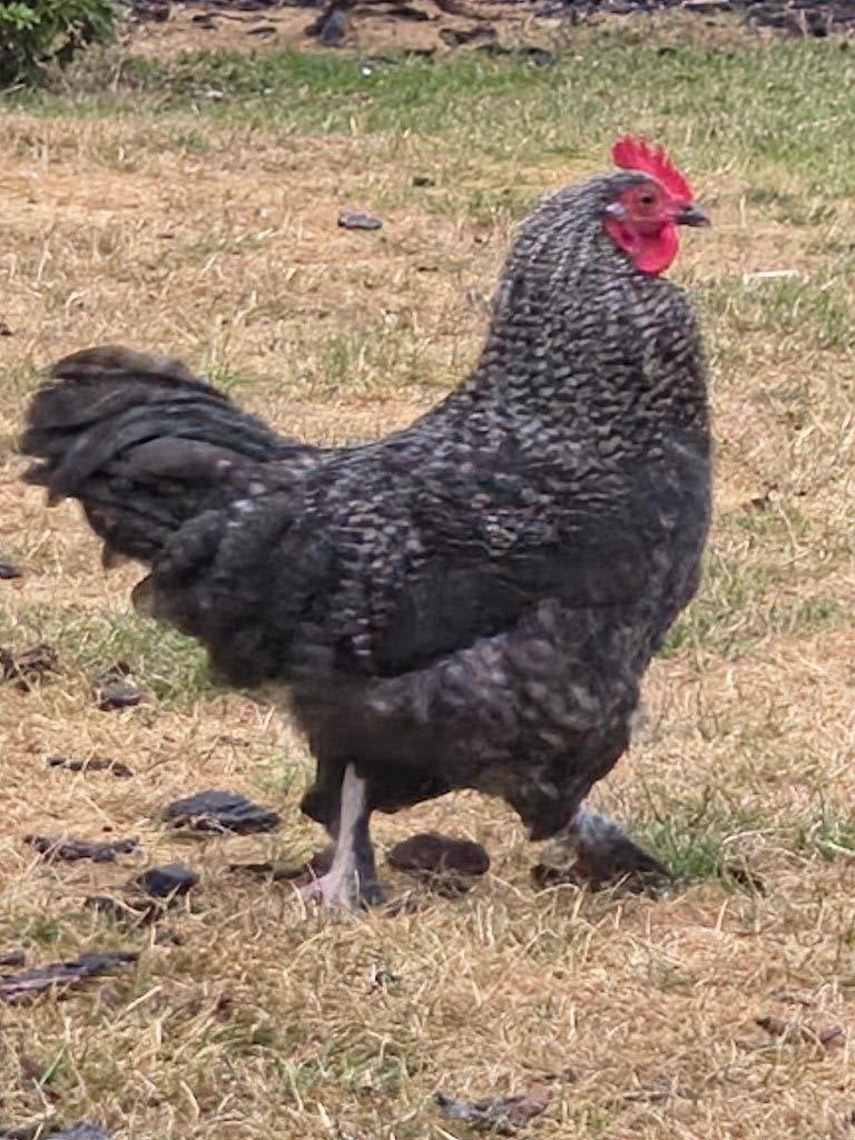 Haan, geboren mei 2026, Mâle, Poule ou poulet