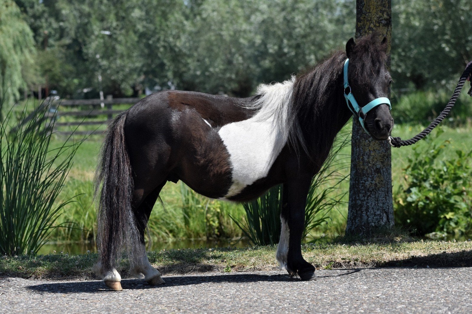 UNIEK! KLEIN EN HELE LIEVE 2 JARIGE SHETLANDER RUIN**, Dieren en Toebehoren, Paarden, Ruin