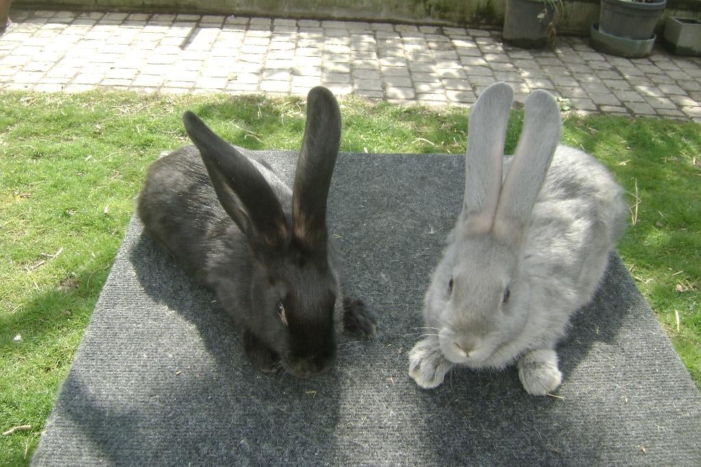 Twee jonge Vlaamse reuzen, Dieren en Toebehoren, Konijnen, Vrouwelijk, Groot