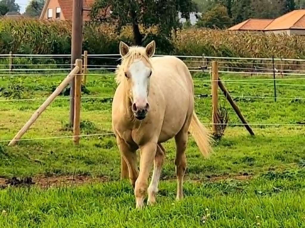 APHA palomino hengst 2025, Dieren en Toebehoren, Minder dan 160 cm, Met stamboom, 0 tot 2 jaar, Hengst