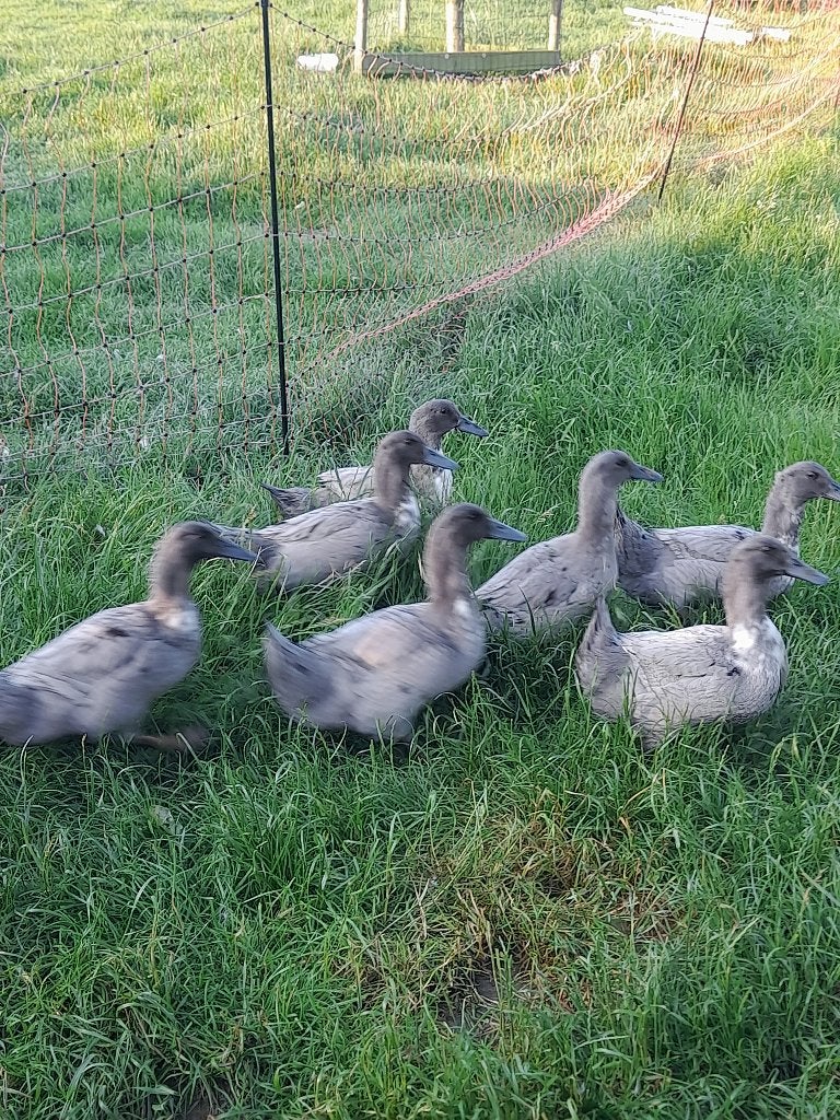 Eend van vorst, Meerdere dieren, Eend
