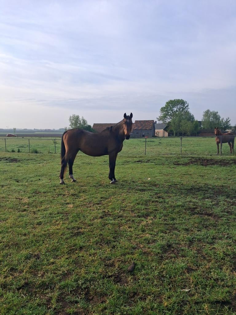 fokmerries springpaarden