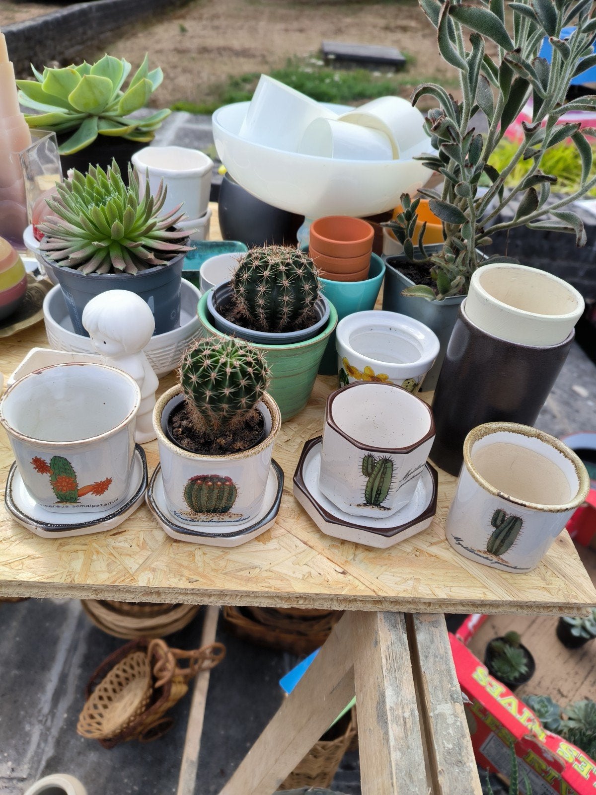 cactus echinopsis tubiflora en potjes, Huis en Inrichting, Kamerplanten, Ophalen, Minder dan 100 cm, Bloeiende kamerplant, Volle zon