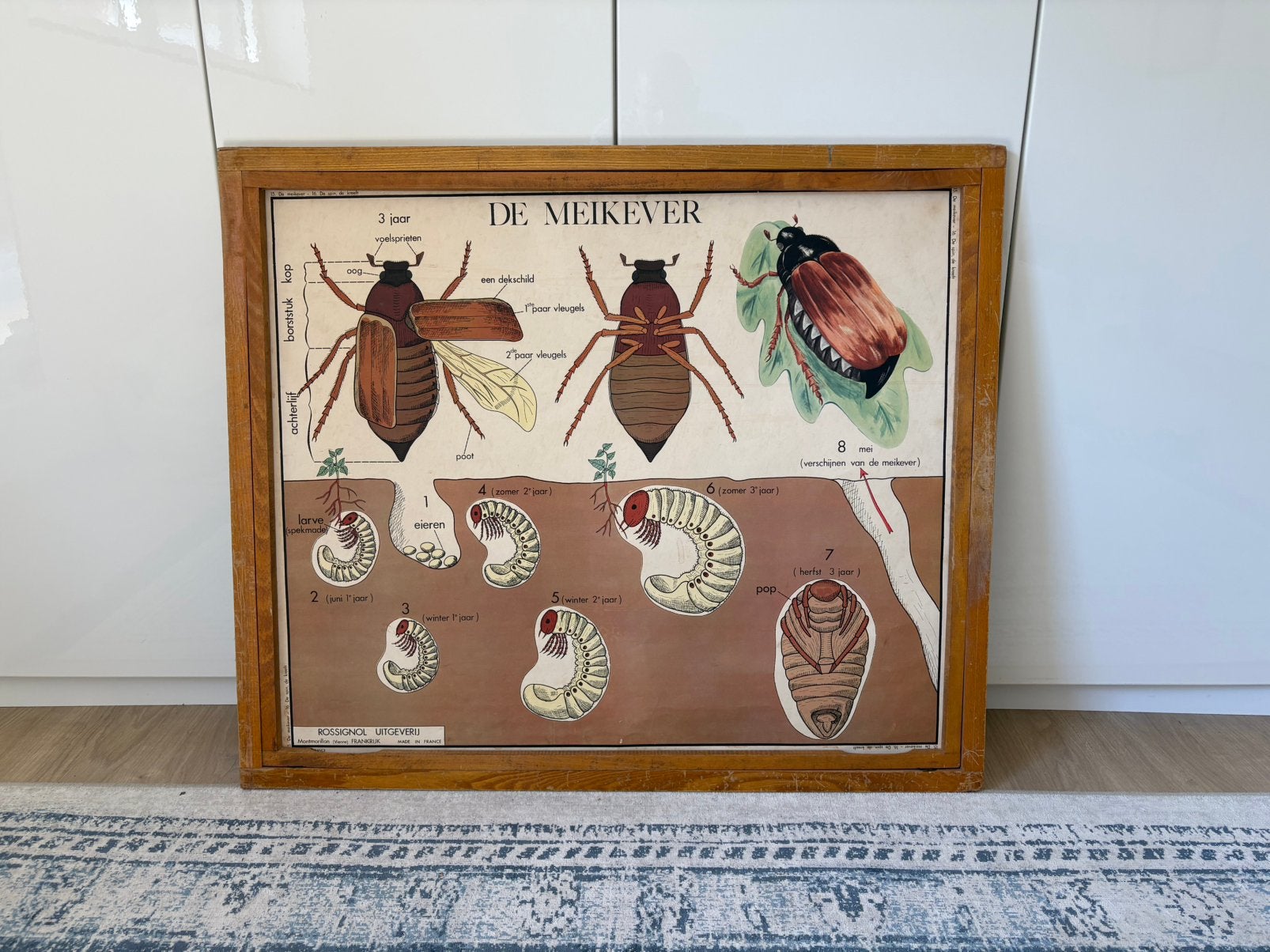 Mooie originele houten wisselkader met kader van meikever, Antiek en Kunst, Ophalen, Natuur en Biologie