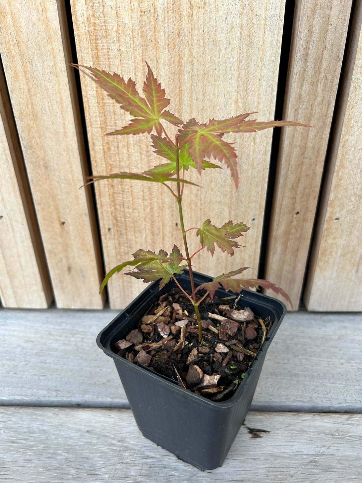 Japanse esdoorn, Tuin en Terras, Ophalen