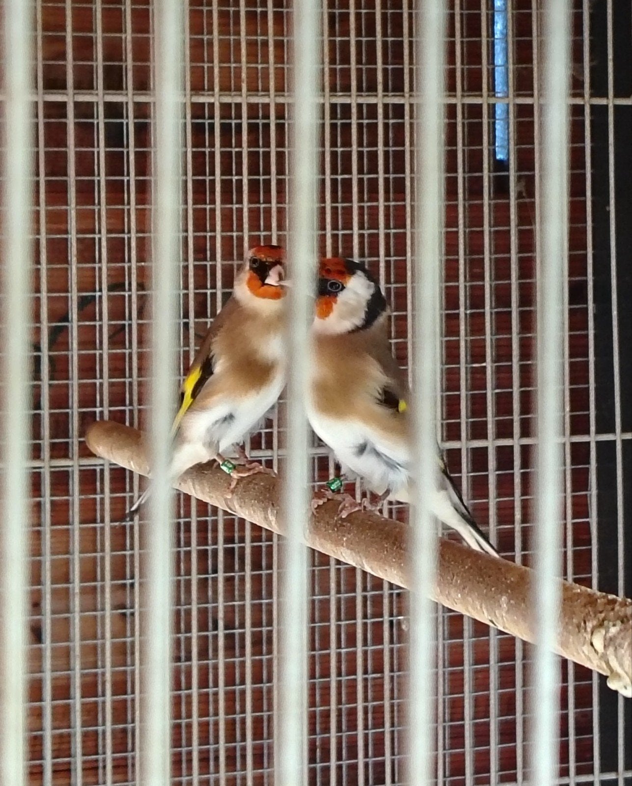 kleine distelvink