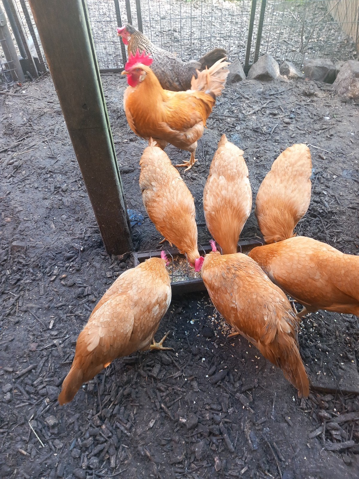 Broedeieren Leghorn buff, Dieren en Toebehoren, Pluimvee