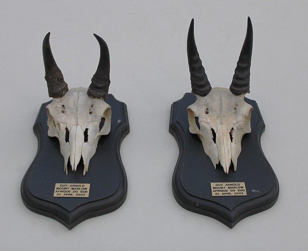 2 x schedel MOUNTAIN REEDBUCK op solide zwart eiken schild, Ophalen of Verzenden, Gebruikt, Wild dier, Schedel