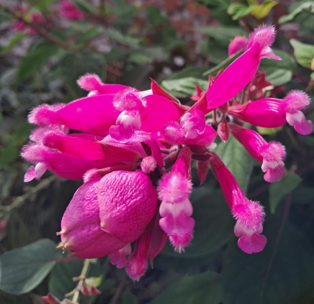 Salvia involucrata 'Bethelii', Tuin en Terras, Planten | Tuinplanten, Ophalen