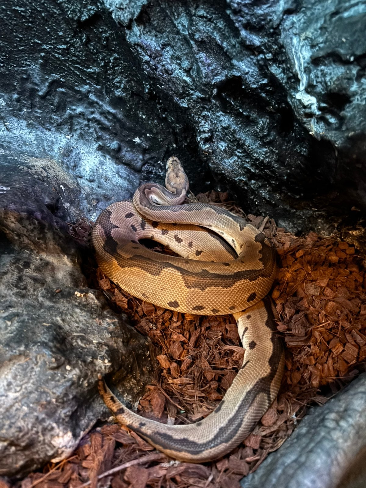 Python nk 2025, Dieren en Toebehoren, Reptielen en Amfibieën, Slang, 0 tot 2 jaar