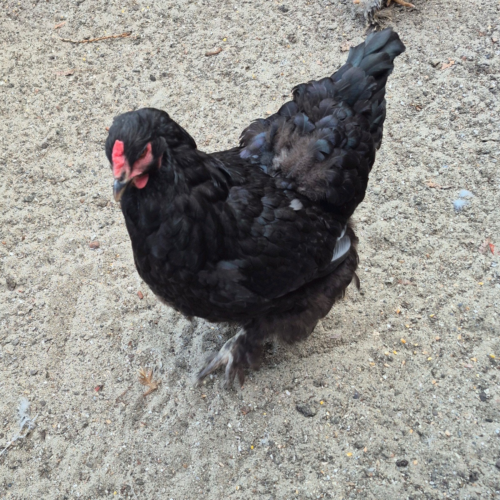 zwarte legkip hen 10 maanden oud, Dieren en Toebehoren, Pluimvee