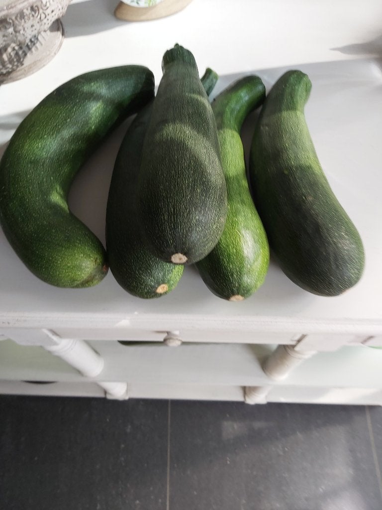 komkommers en courgette, Jardin & Terrasse, Enlèvement, Annuelle, Autres espèces