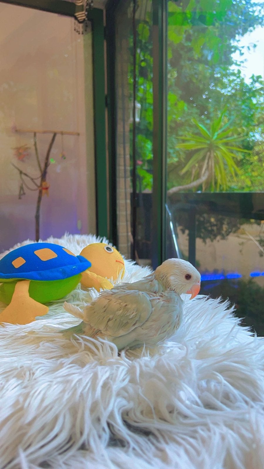 jonge halsbandparkieten 🦜, Dieren en Toebehoren