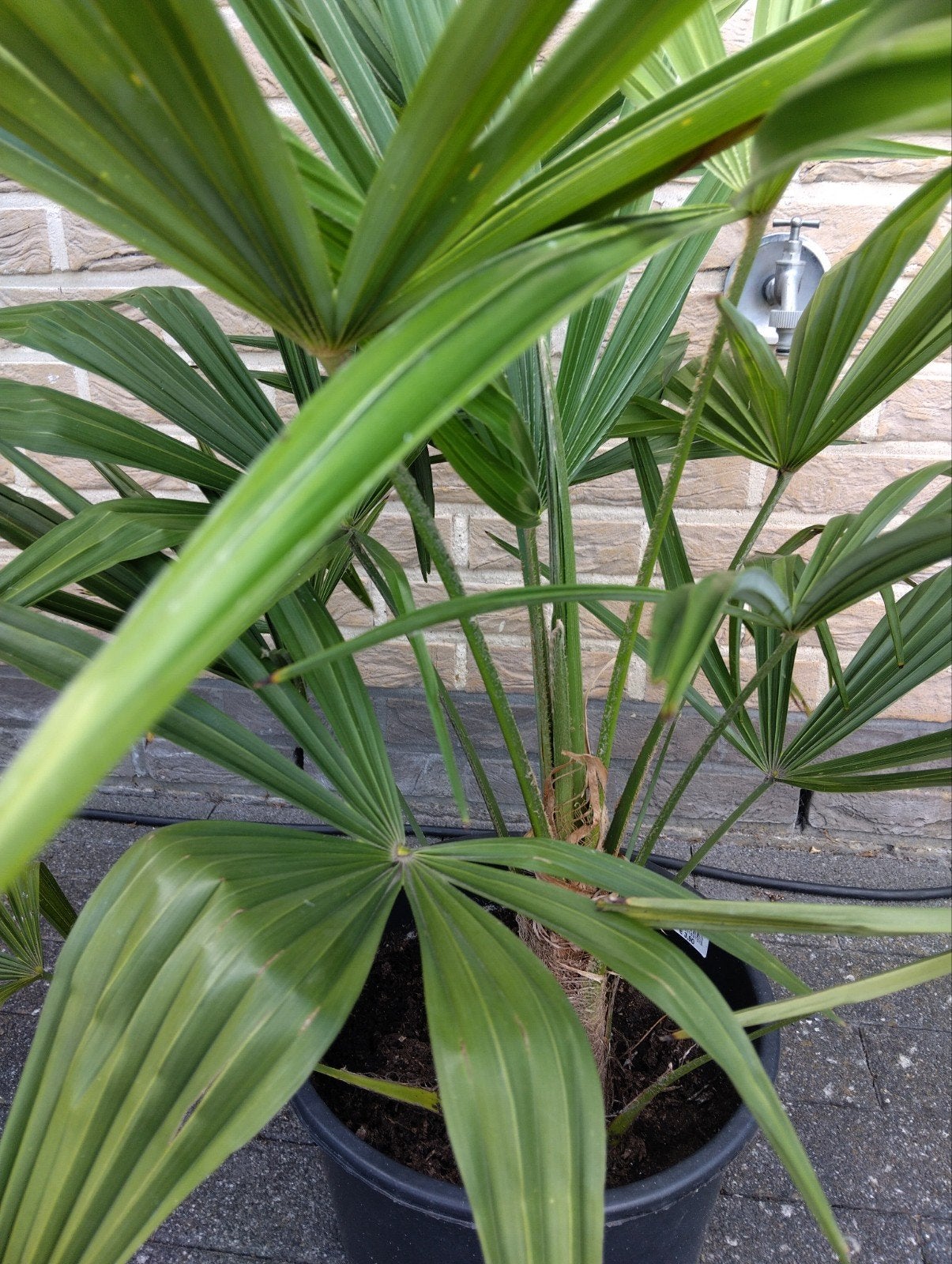 palmboom, Tuin en Terras, Planten | Tuinplanten, Ophalen