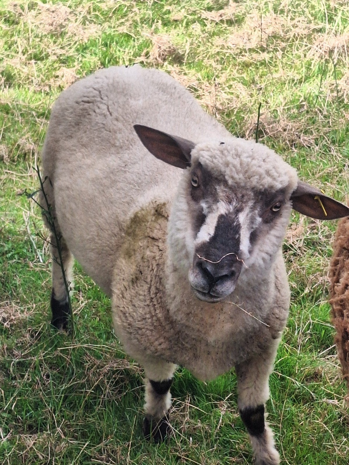 1 bok 1jaar oud, Dieren en Toebehoren