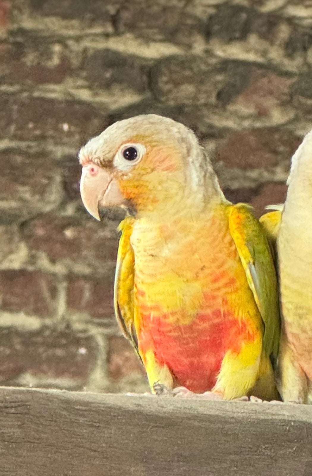 Conure ananas male sexée epp pyrrhura, Dieren en Toebehoren