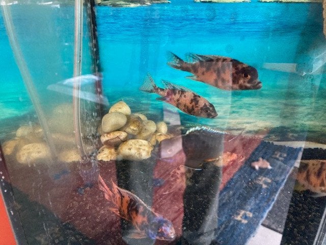 Aulonocara marble, Dieren en Toebehoren, Vissen | Aquariumvissen, Vis, Zoetwatervis