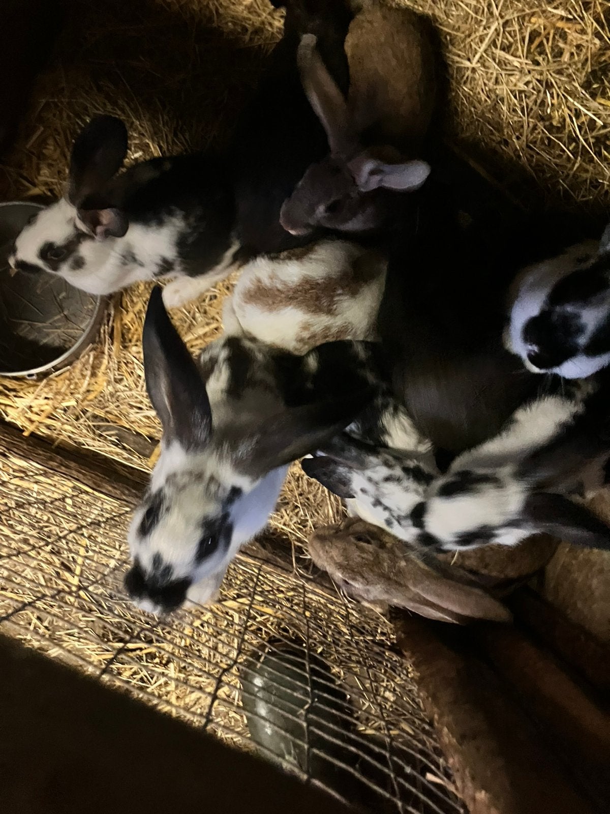 Konijnen te koop, Dieren en Toebehoren, Meerdere dieren, Groot