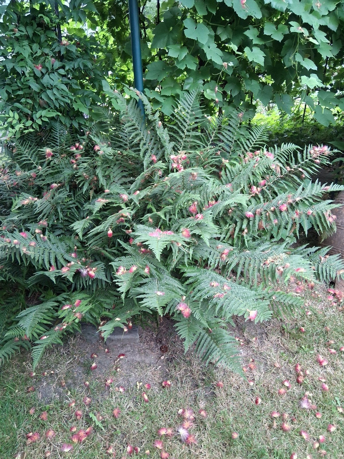 varens, Jardin & Terrasse, Enlèvement, Fougères