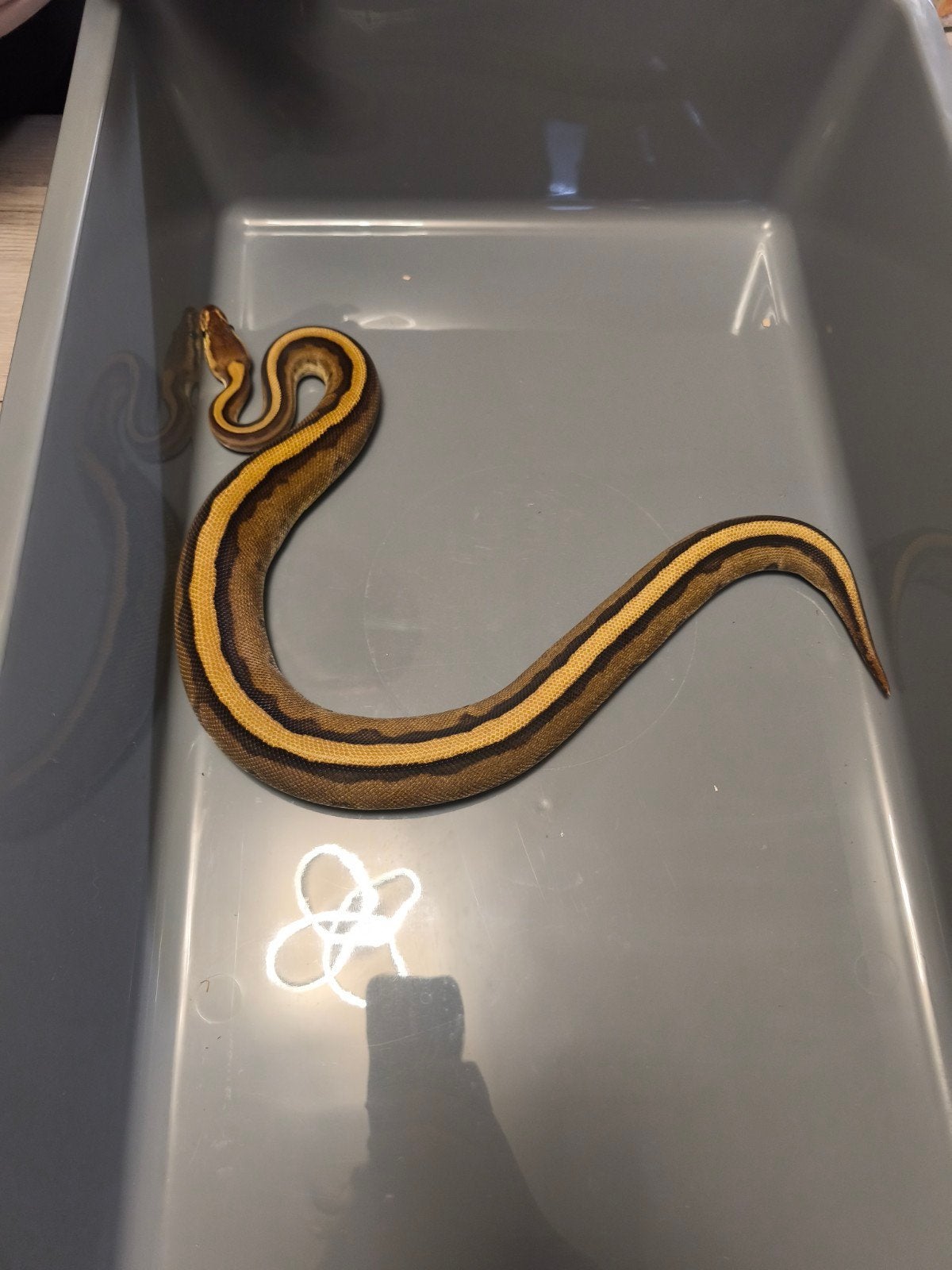 Python regius male spotnose gentic stripe sub, Animaux & Accessoires, Reptiles & Amphibiens, Serpent, 0 à 2 ans