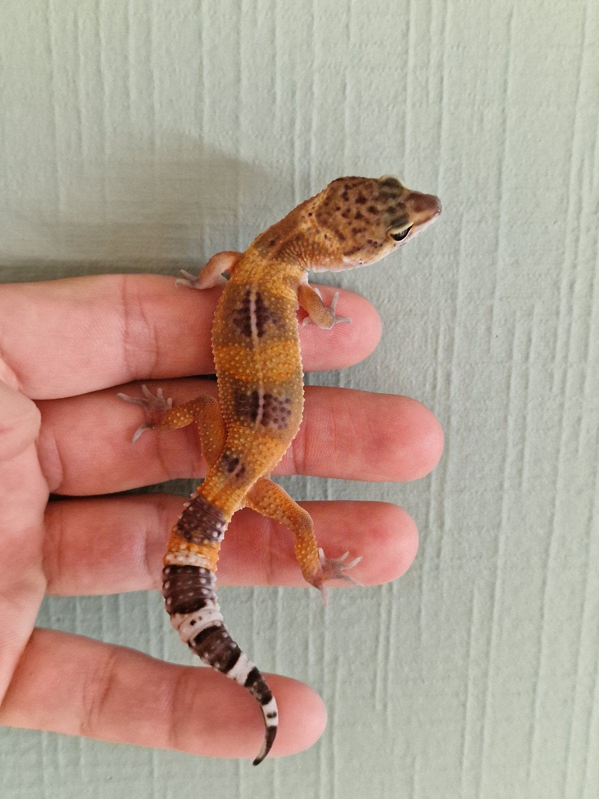 1.0 black night manderin tangerine pss het tremper, Dieren en Toebehoren