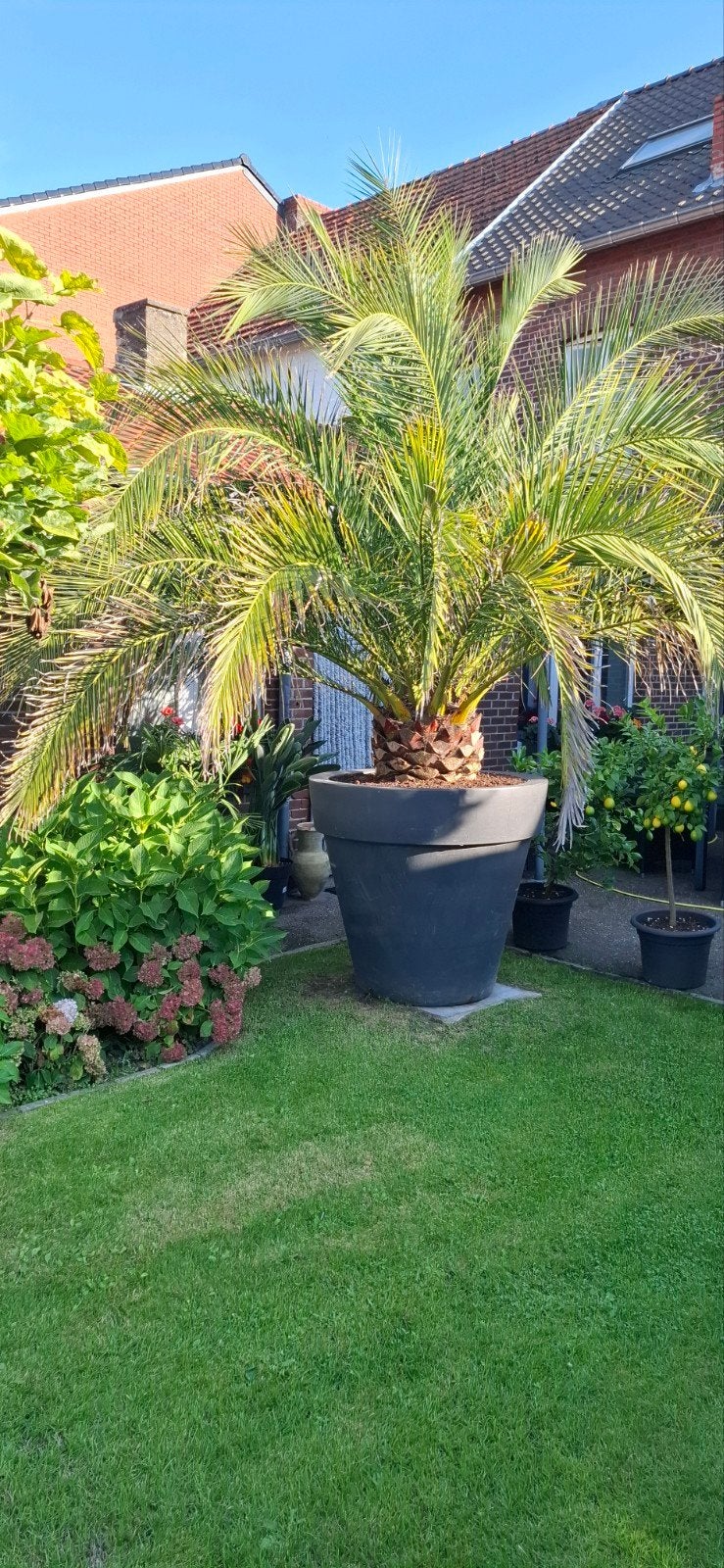 pakket grote mediterane planten, Tuin en Terras, Ophalen, Vaste plant, Overige soorten, Volle zon