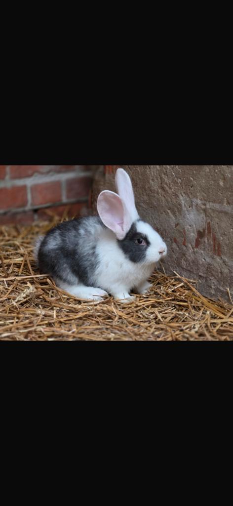 Jonge vlaamse reuzen, Plusieurs animaux, Grand, 0 à 2 ans