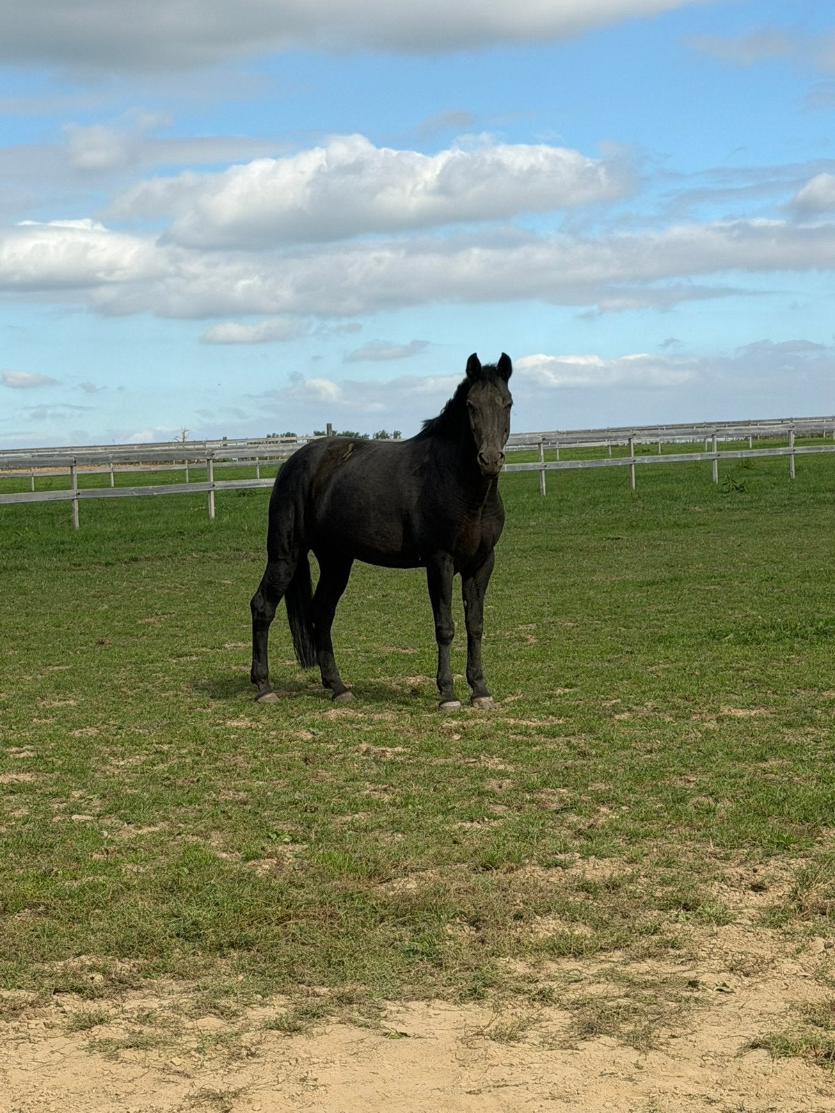 Halve stal gezocht, Avec pedigree, Moins de 160 cm, Ne s'applique pas, Cheval de récréation