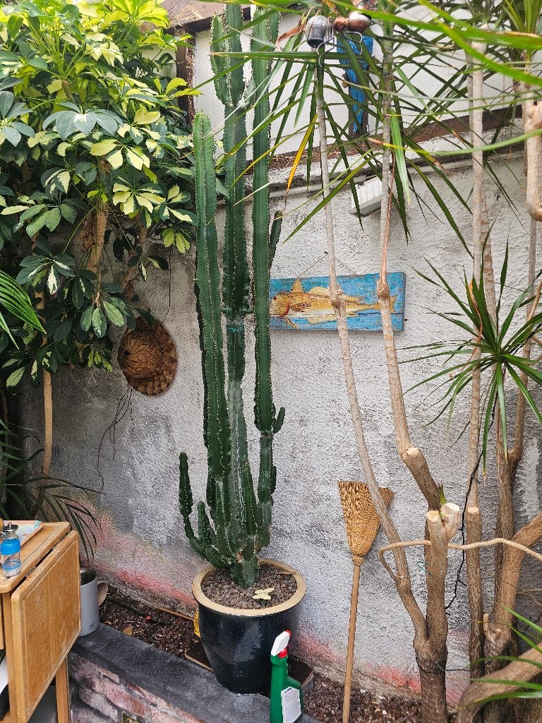 Cactus Euphorbia Acrurensis - Euphorbe - Cactus cowboy, En pot, Enlèvement, Plante verte, 200 cm ou plus