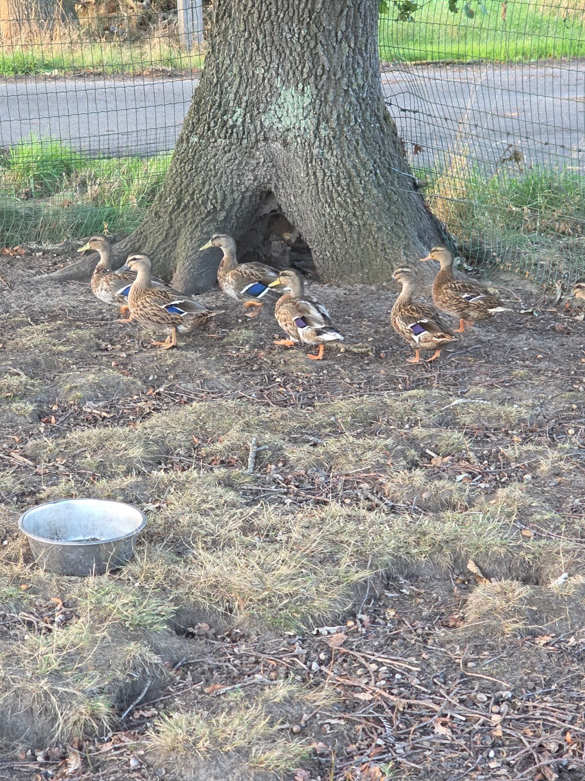 Wilde eenden te koop, Plusieurs animaux, Canard