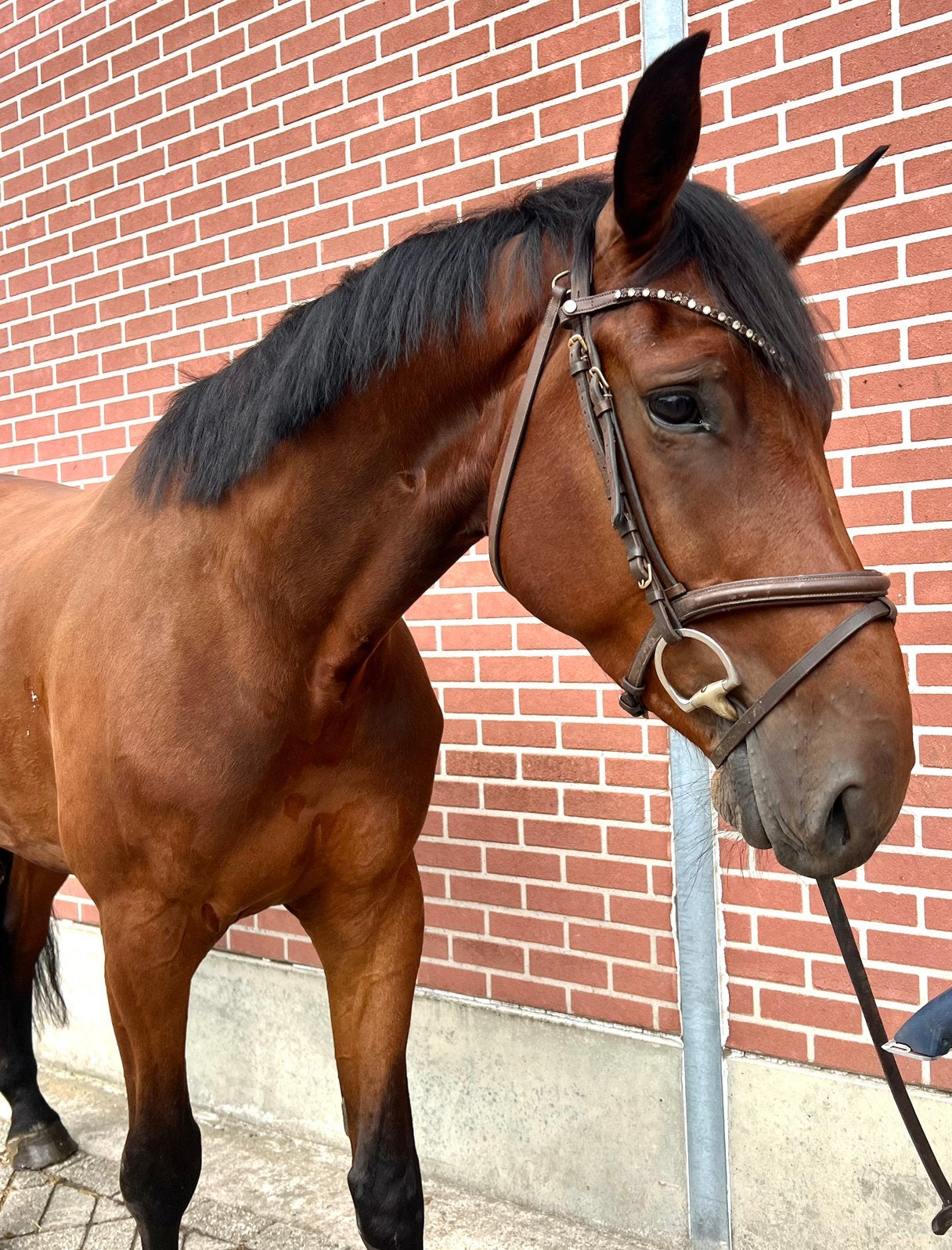 Springpaard voor beginner als gevorderd, Dieren en Toebehoren, Paarden, Springpaard, Met stamboom, Ruin, 3 tot 6 jaar