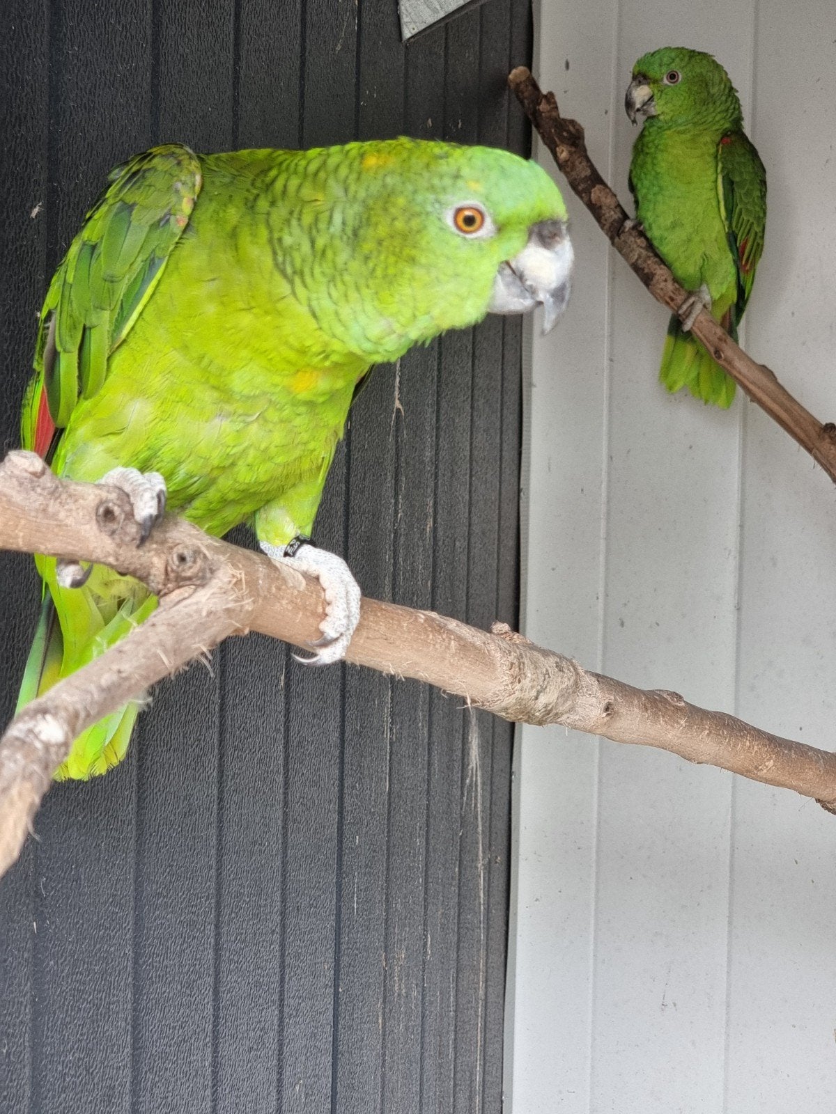 Amazone à cou jaune, Bagué