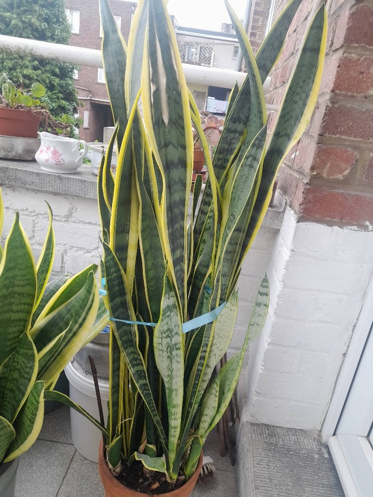 Vrouwetongen - Sanseveria, Ophalen