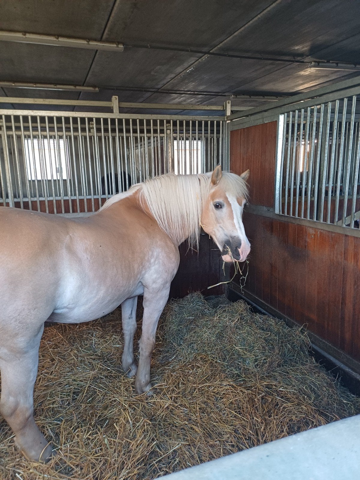 Maison de pension pour chevaux à Viane, Animaux & Accessoires, Pâturage, 4 chevaux ou poneys ou plus