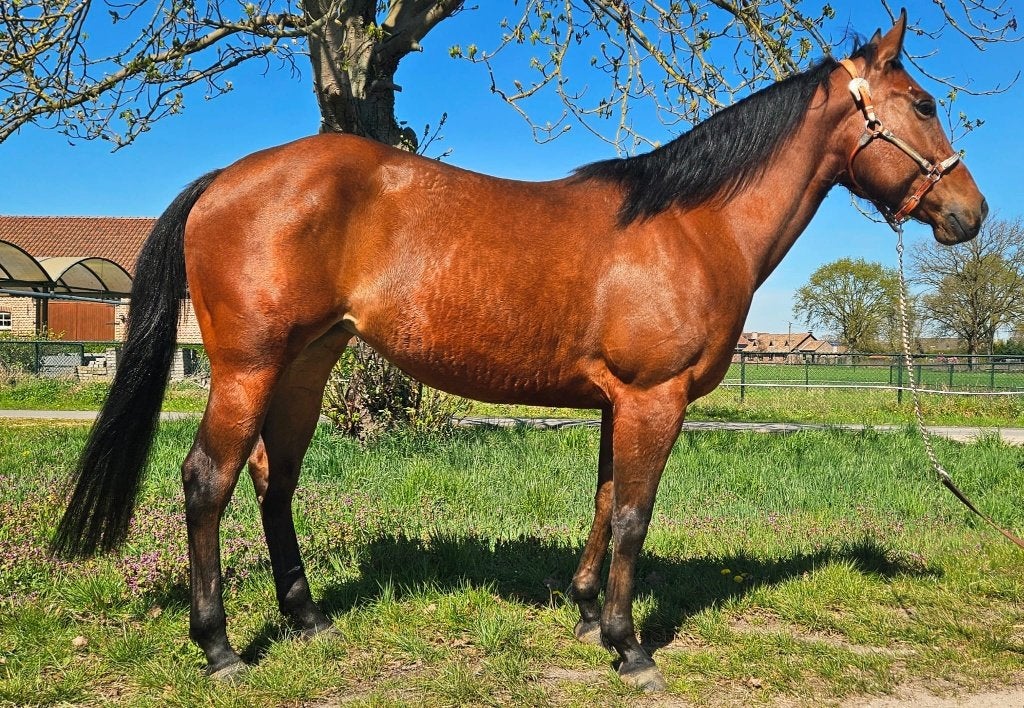 Diverse quarter horses, Merrie, Minder dan 160 cm, Met stamboom, 3 tot 6 jaar