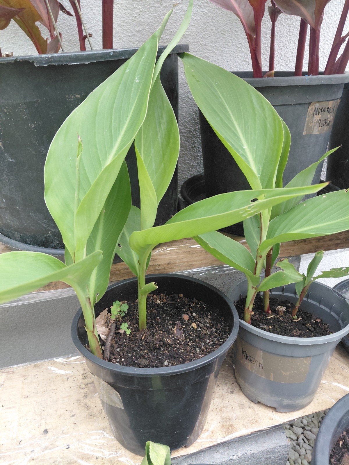 Canna kreta, Ophalen