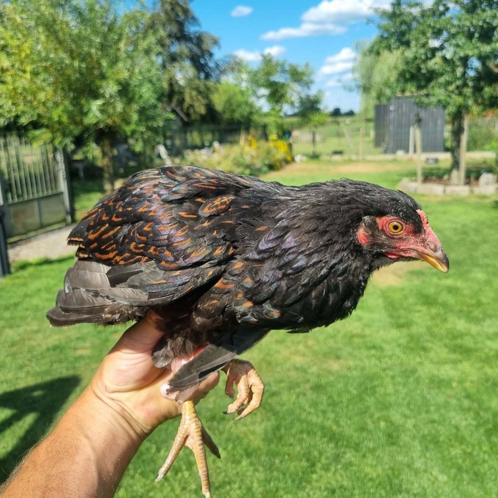 Barnevelder haantjes te koop, Mannelijk, Kip