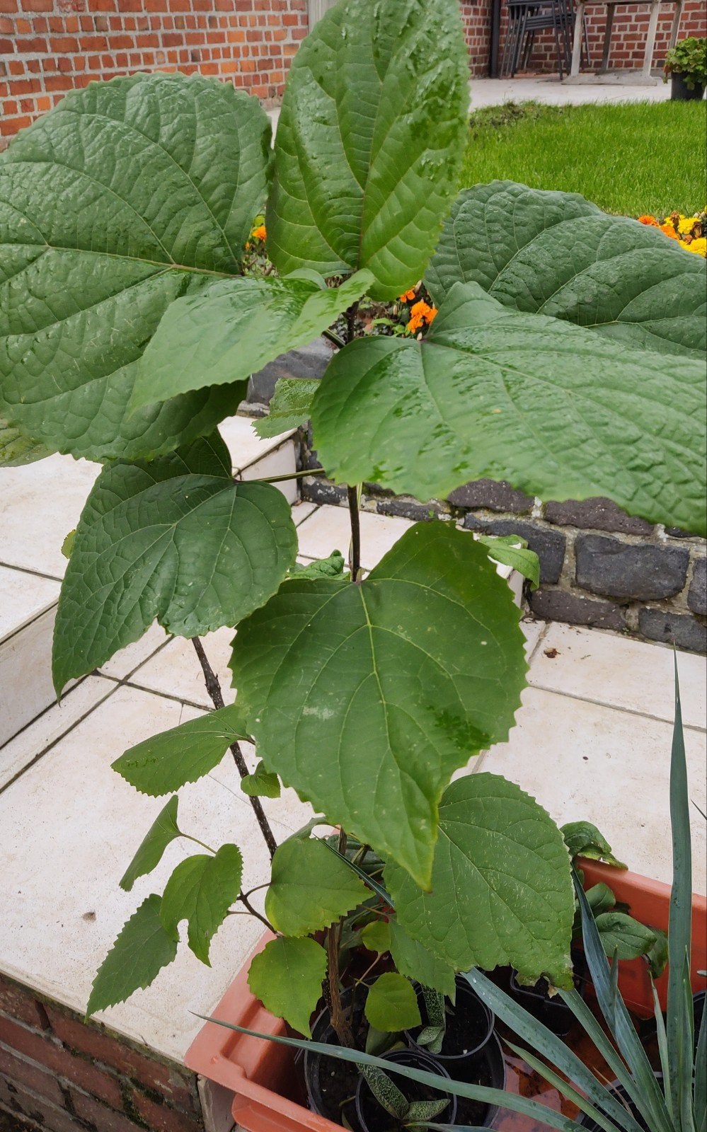 bloemen en planten, Enlèvement