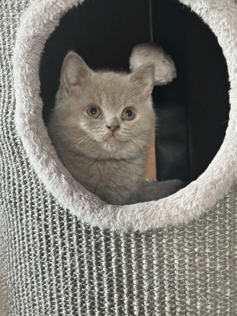 britse korthaar, Chatte ou Chat, Avec pedigree, 0 à 2 ans