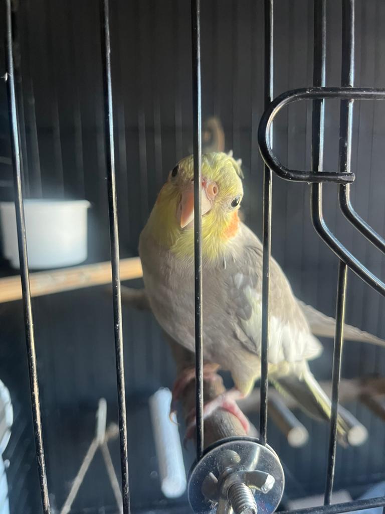 Super tamme valkparkiet, Dieren en Toebehoren, Tam