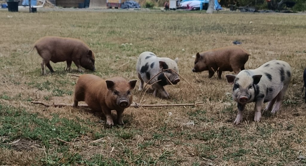 Gottinger biggetjes, Plusieurs animaux, Porcs, 0 à 2 ans
