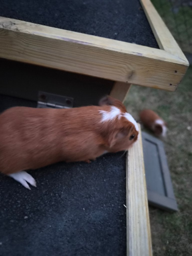 Jonge cavia's, Dieren en Toebehoren, Knaagdieren, Cavia, Augustus, Meerdere dieren, Tam
