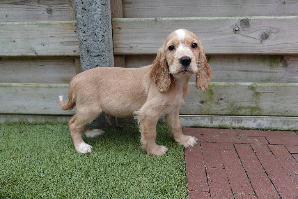 Superbes chiots Golden Cocker retriever (abricot et noir), Maladie de Carré (chiens), Autres races, Belgique, Plusieurs