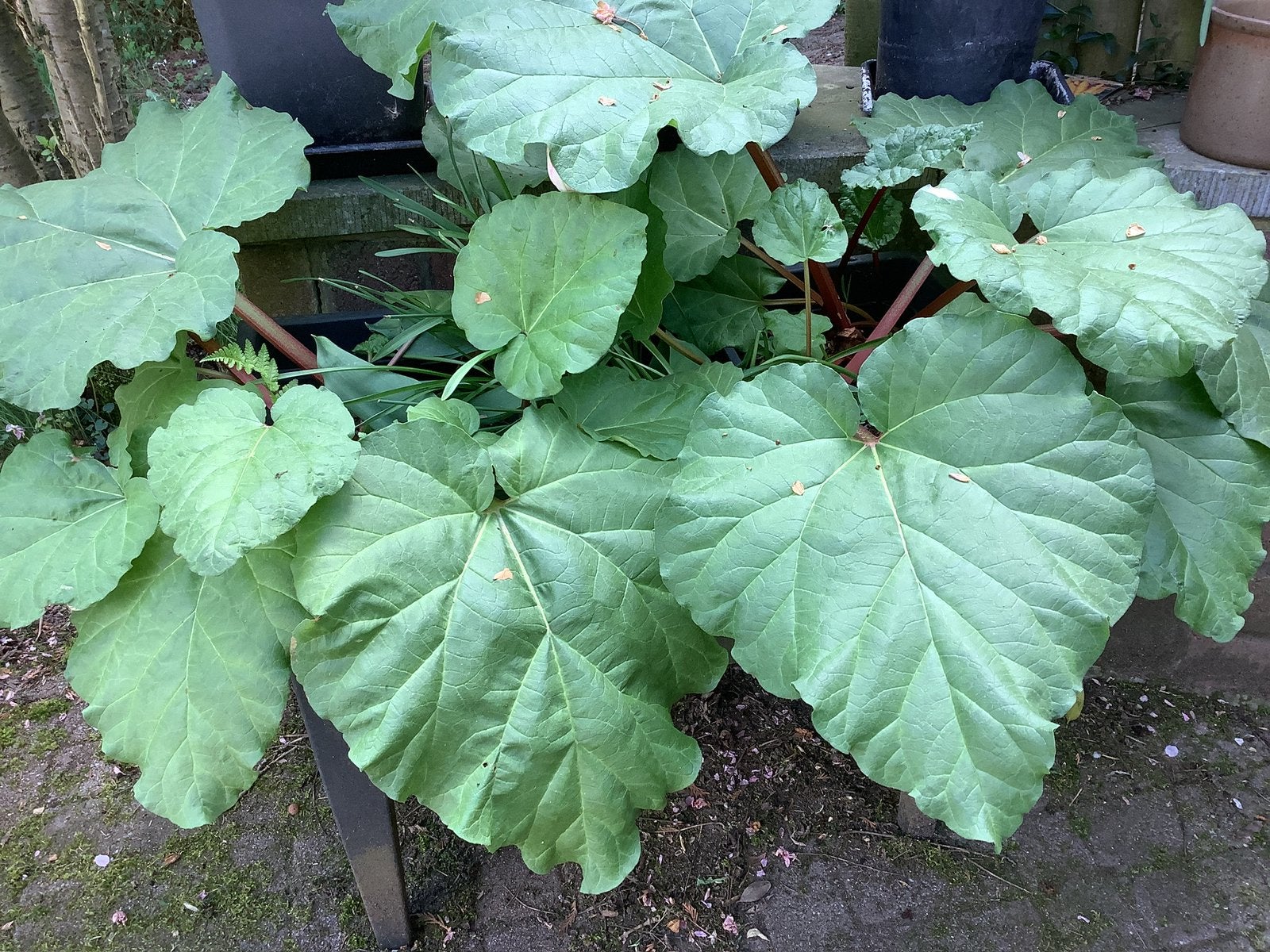 Plantenbak met rabarber, Ophalen